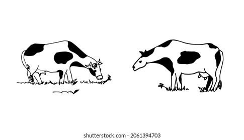 The cows are variegated, black and white. Vector illustration. Sketch.