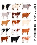 cows of various breeds set