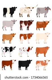 What are the different breeds of cows