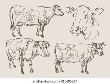 cows vector, hand draw sketch 