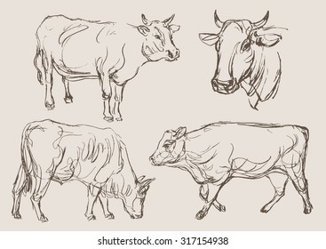 cows vector, hand draw sketch 