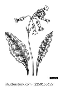 Cowslip flower sketch in engraved style. Floral branch with buds and leaves. Black contoured primrose drawing. Botanical vector illustration of spring woodland plant isolated on white background