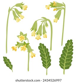 cowslip primrose, spring field flower, vector drawing wild plant at white background, floral element, hand drawn botanical illustration