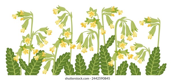 cowslip primrose, spring field flower, vector drawing wild plant at white background, floral border, hand drawn botanical illustration