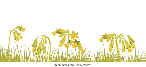 cowslip primrose, spring field flower, vector drawing wild plant at white background, floral element, hand drawn botanical illustration