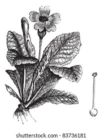 Cowslip,  Primula veris, Primula officinalis, Cuy lippe, Herb Peter, Paigle, Peggle, Key Flower, Key of Heaven, Fairy Cups, Petty Mulleins, Crewel, vintage engraving. Trousset encyclopedia 1886 - 1891