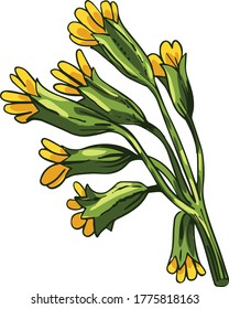 Cowslip vector illustration. Primula veris, common primrose officinalis Hill, herbaceous perennial flowering plant in primrose family Primulaceae. Blooming yellow flowers and green leaves svg