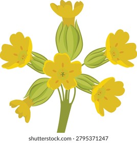 Cowslip, yellow flower vector drawing.