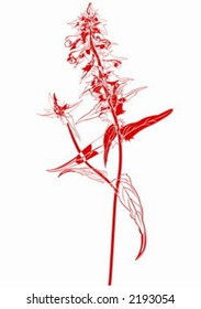 Cow-wheat abstract red