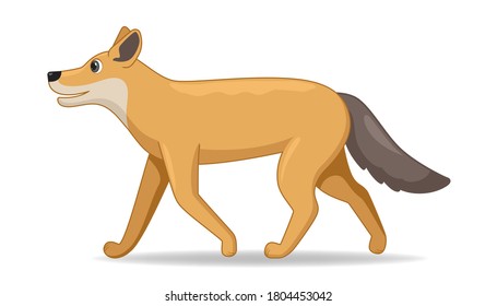 Coyote animal standing on a white background. Cartoon style vector illustration