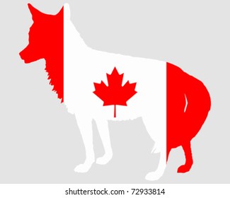 Coyote Canada