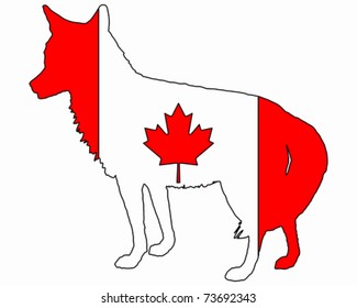 Coyote Canada