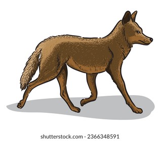 Coyote haciendo ilustración aislada. Animales salvajes de América del Norte