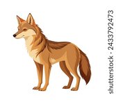 Coyote Illustration on White Background