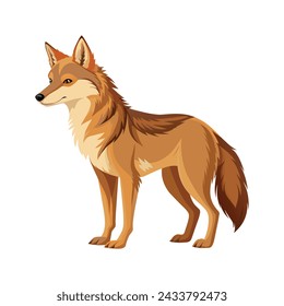 Coyote Illustration on White Background