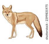 Coyote Isolated on White Background
