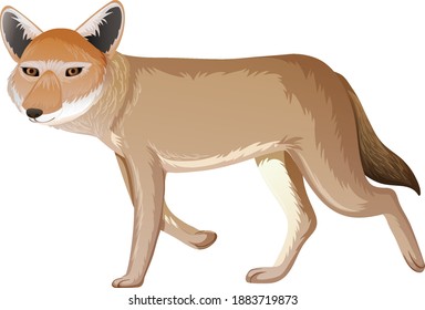 Coyote isolated on white background illustration