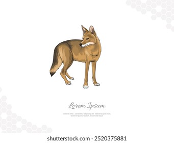 Coiote olhar em torno de arte vetorial para decoração de parede. imagens animais realistas. Animais selvagens desenhados à mão isolados. para decoração de quarto, eventos, etc