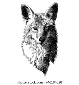 coyote sketch head vector graphics monochrome black   white drawing