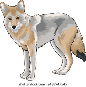 coyote in vector illustration art