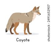 Coyote vector illustration, cartoon clipart character, animal in flat style. Wild animals, wild creatures, wildlife concept. Prairie wolf vector design isolated on white background