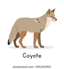 Coyote vector illustration, cartoon clipart character, animal in flat style. Wild animals, wild creatures, wildlife concept. Prairie wolf vector design isolated on white background