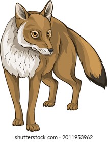 Coyote Vector illustration. Colored Version. Vector, Colored, editable, animal, wild life, wild, animal, predator.