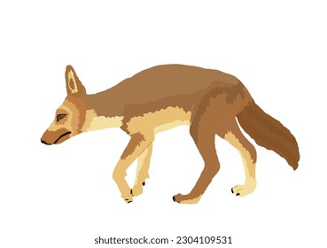 Coyote vector illustration isolated on white background. Wild animal. Jackal hunting. 