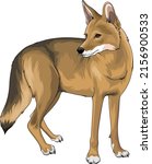 Coyote Vector illustration. side view point. Colored Version. Vector, Colored, editable, animal, wild life, wild, animal, predator.
Semi realistic art.