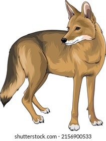 Coyote Vector illustration. side view point. Colored Version. Vector, Colored, editable, animal, wild life, wild, animal, predator.
Semi realistic art.