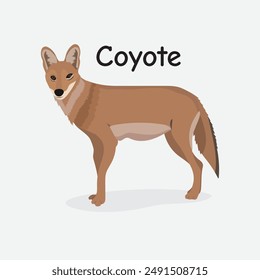 Coyote Vector Illustration: Wild Canine Animal