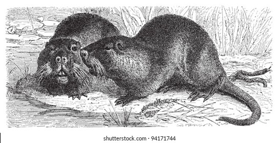 Coypu or river rat (Myocastor coypus) / vintage illustration from Meyers Konversations-Lexikon 1897