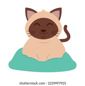 cozy cat on a pillow