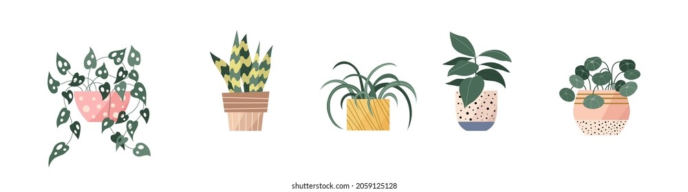 Cozy and elegant modern home garden plants in stylish pots. Flat set of hygge houseplants with green leaves like monstera, snake plant, spider plant, fiddle ficus, chinese money plant. Vector icons