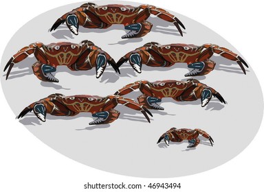  crab