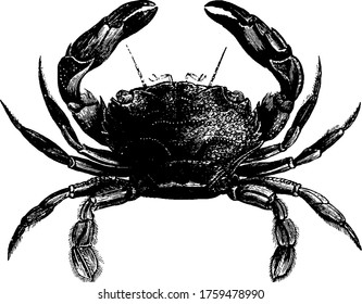 Crab is a animal which can live in sea and land both, having eight legs, a very long tail, single pair of pincers, thick exoskeleton, vintage line drawing or engraving illustration.