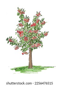 Crab apple tree sketch art, watercolor hand drawn fruit tree. Orchard red apple summer garden isolated vector.