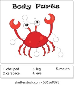 Crab body parts. Animal anatomy in English. Write the correct numbers of body parts