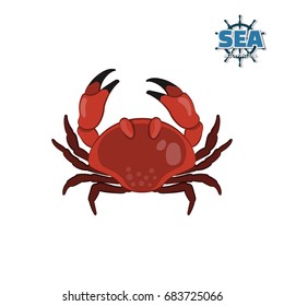 Crab in cartoon style on a white background. Isolated drawing. Vector illustration