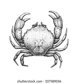 Crab - Classic Drawn Ink Illustration Isolated on White Background