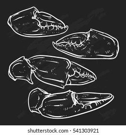 Crab claws isolated on black background. Hand drawn crab vector. Crab claws outline.