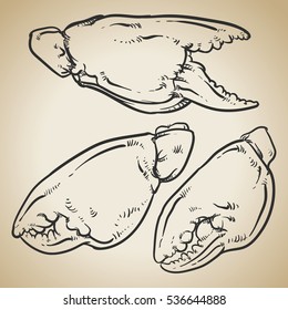 Crab claws isolated on vintage background. Hand drawn crab vector. Crab claws outline.