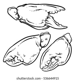 Crab claws isolated on white background. Hand drawn crab vector. Crab claws outline.
