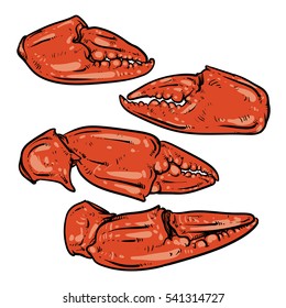 Crab claws isolated on white background. Hand drawn crab vector. Crab claws.