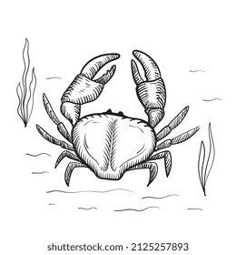 Crab with claws. Sketch in a linear style isolated on a white background.