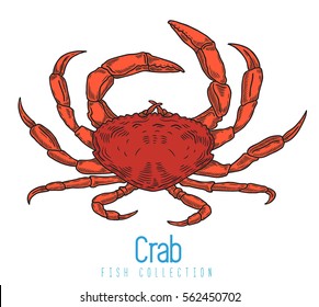 Detailed vector drawing of a sea crab - 453902092ì ˜ ë¹„ìŠ·í•œ ì ´ë¯¸ì§€, ìŠ¤í†¡ ì‚¬ì§„ ë°  ë²¡í„°