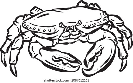 Crab Crustacean Shell Vector Cartoon Illustration