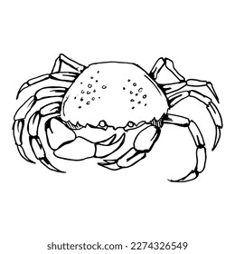 Crab. Drawing with black lines, marker, line art. Vector illustration