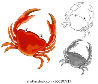 Crab drawing with grayscale and coloring page versions. vector illustration