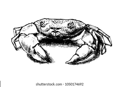 Crab drawing. Hand drawn vintage graphic illustration. Marine creature. It can be used for printing on menu, cards, or used as ideas for tattoos, banners, posters.